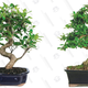 Bonsai Tree Sale | $32 | Amazon